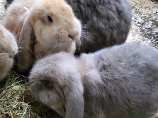 French Lop rabbits Pure breed Giant French lop - Advert 16
