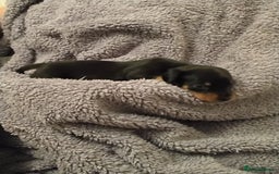 Miniature Dachshund dogs for sale: Miniature dachshund puppies - Image 16