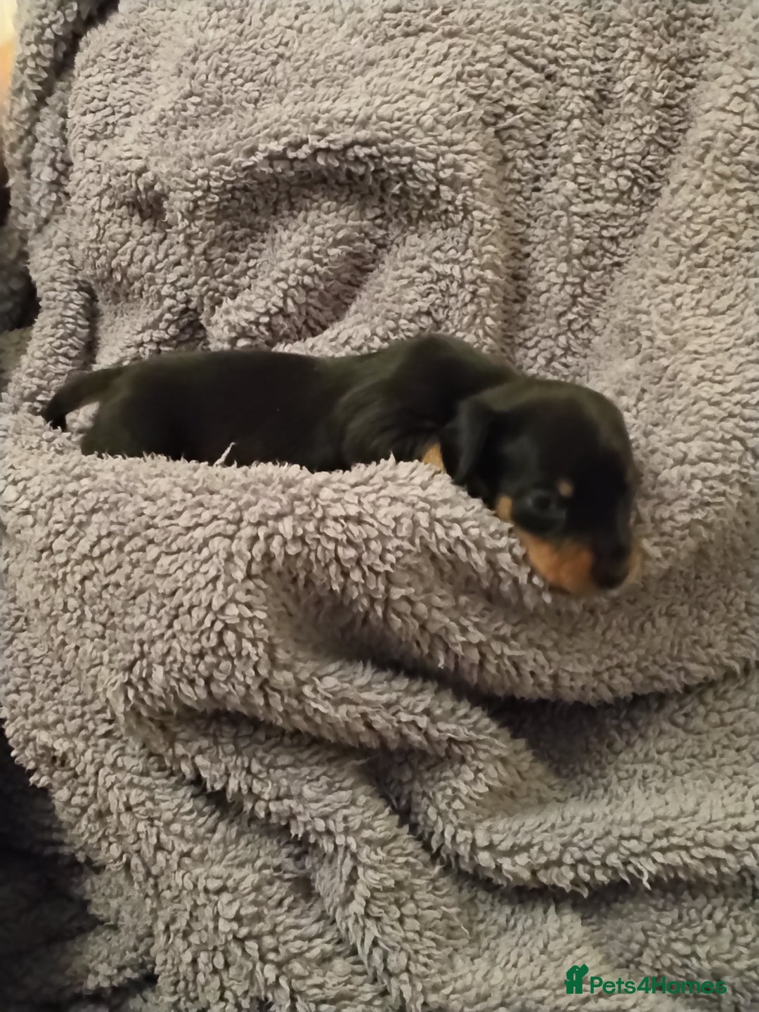 Miniature Dachshund dogs for sale: Miniature dachshund puppies - Image 16
