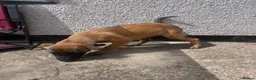 Mixed Breed dogs for sale: Litter of 10 Gsd X Mal  - Advert 9