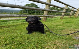 Labrador Retriever dogs for sale: Labradors, vaccinated and ready for new home  - Image 4