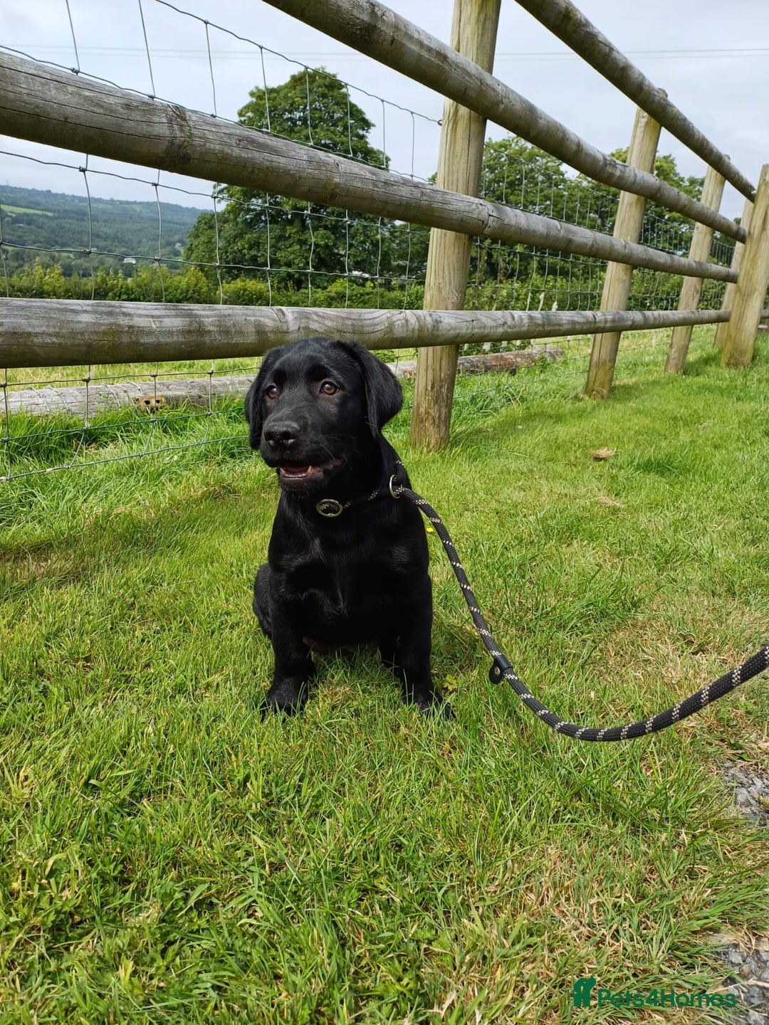 Labrador Retriever dogs for sale: Labradors, vaccinated and ready for new home  - Image 4