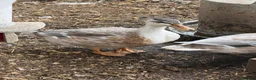 Ducks poultry for sale: Miniature silver appleyard ducks  - Advert 1