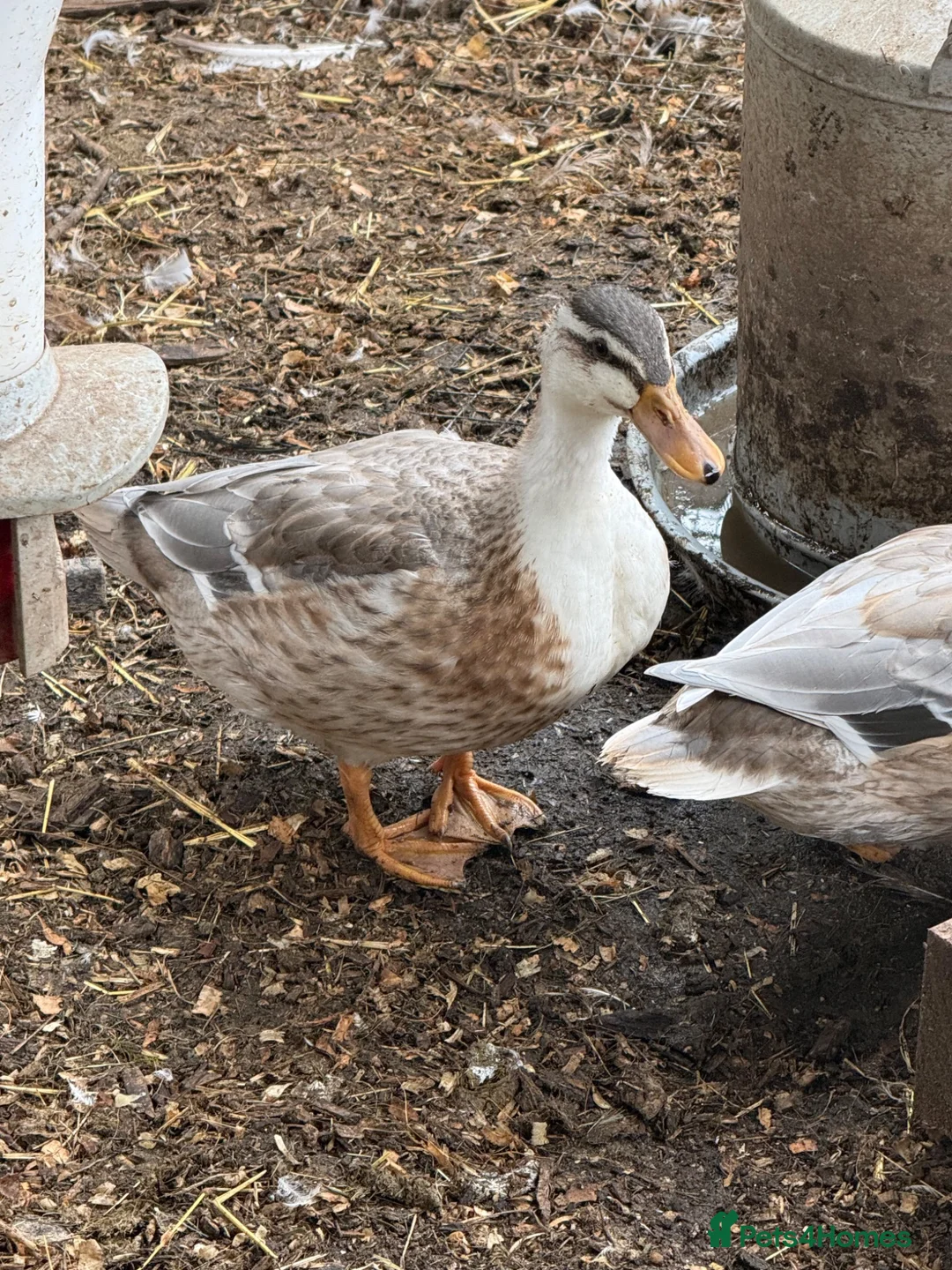 Ducks poultry for sale: Miniature silver appleyard ducks  - Advert 1