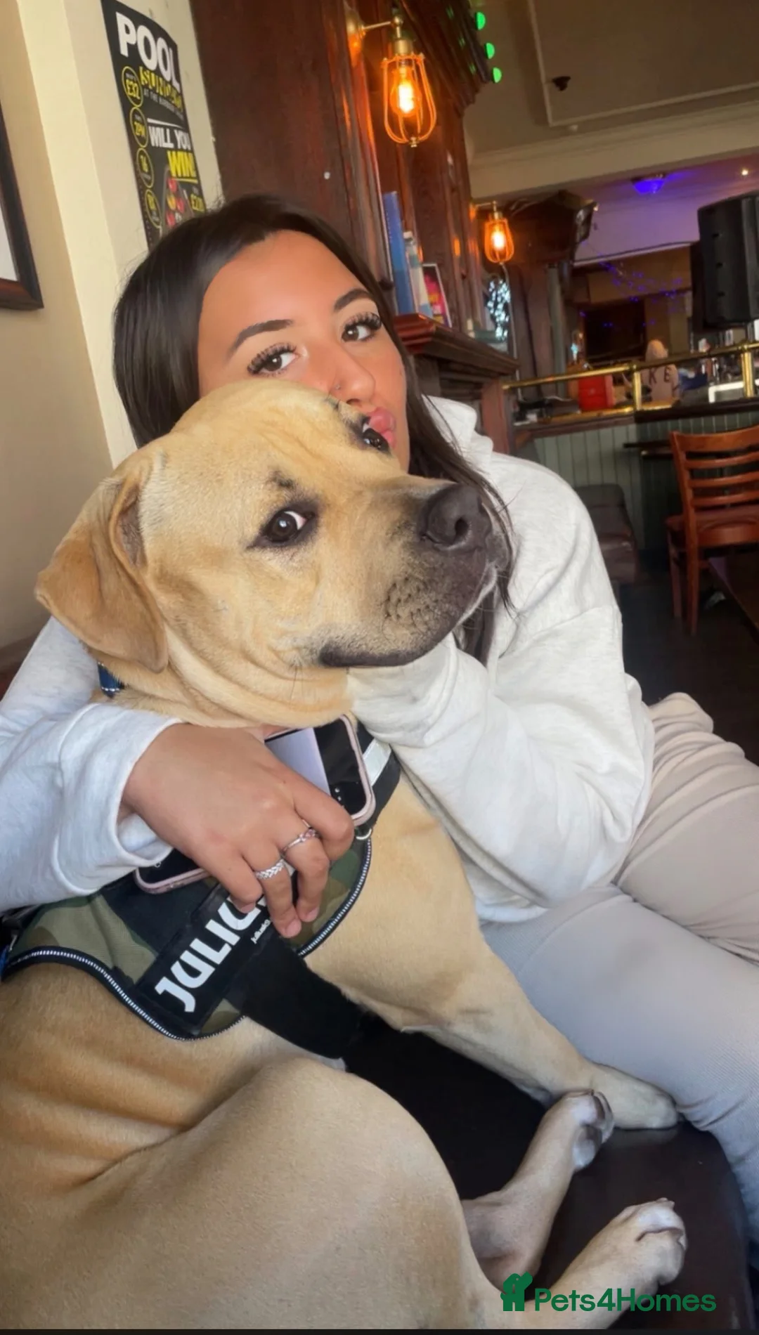 Bullmastiff dogs for sale: 11 month old bull mastiff - Advert 5