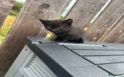 Mixed Breed cats for sale: Kittens ready to leave  - Image 24