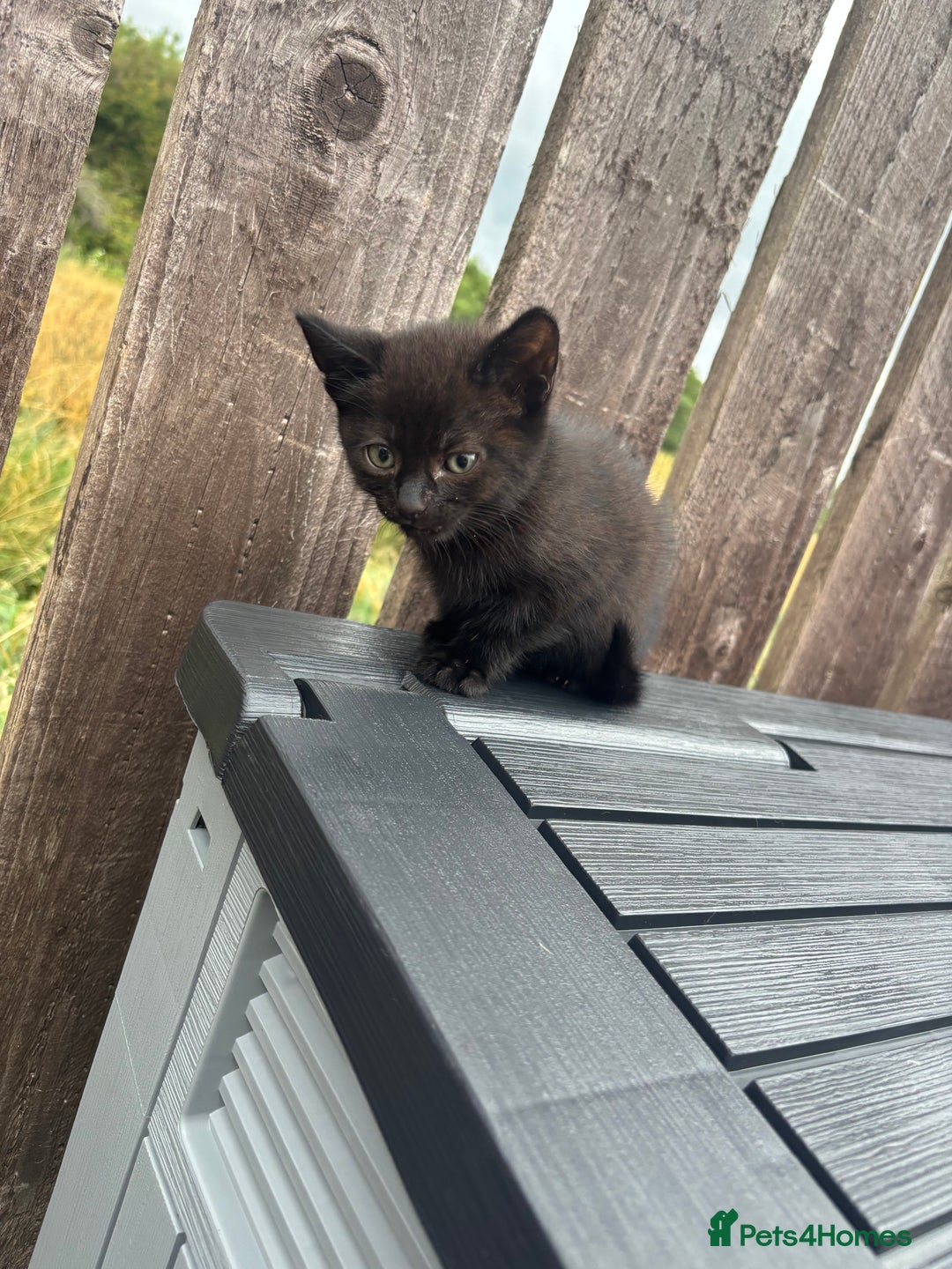 Mixed Breed cats for sale: Kittens ready to leave  - Image 24