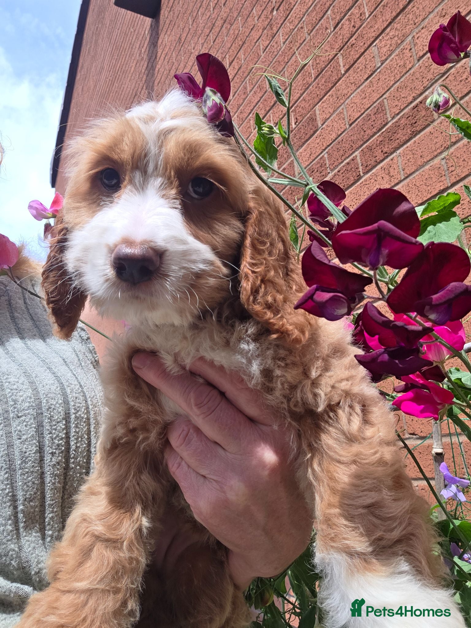 Cockapoo dogs Stunning cockapoo puppies  - Advert 11