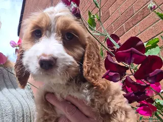 Cockapoo dogs Stunning cockapoo puppies - Advert 11