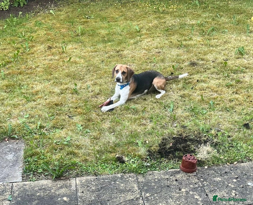 Foxhound dogs 1 year old male Foxhound - Advert 1