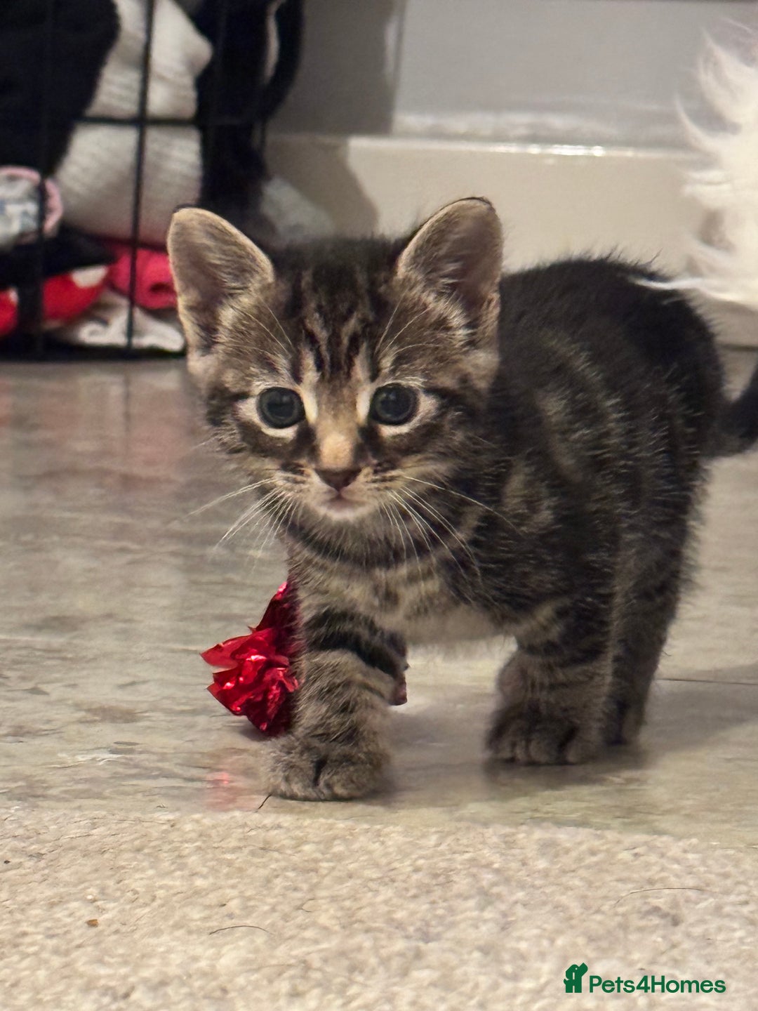 Mixed Breed cats for sale: Gorgeous Kittens ready to go in 2 weeks - Advert 21