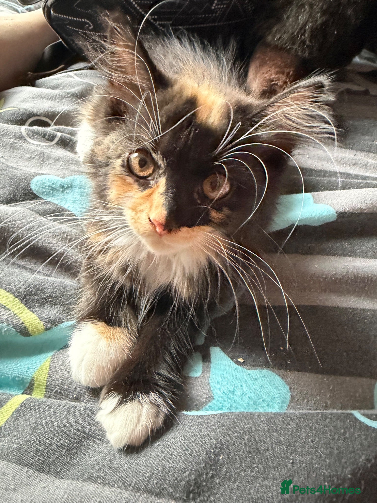 Mixed Breed cats Beautiful long haired kitten  - Advert 18