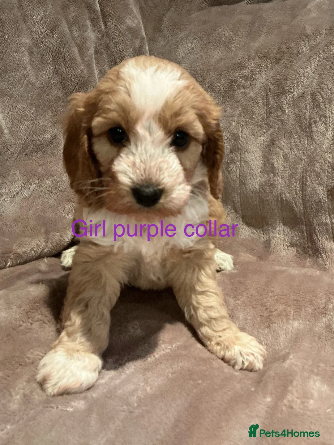 Cockapoo dogs for sale: Beautiful little F1 Cockapoo puppies  - Advert 6