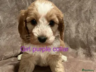 Cockapoo dogs Beautiful little F1 Cockapoo puppies - Advert 3