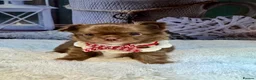 Chihuahua dogs for sale: 💙🤎Unique KC LC Chocolate Chihuahuas, 2 Boys🤎💙 - Advert 3