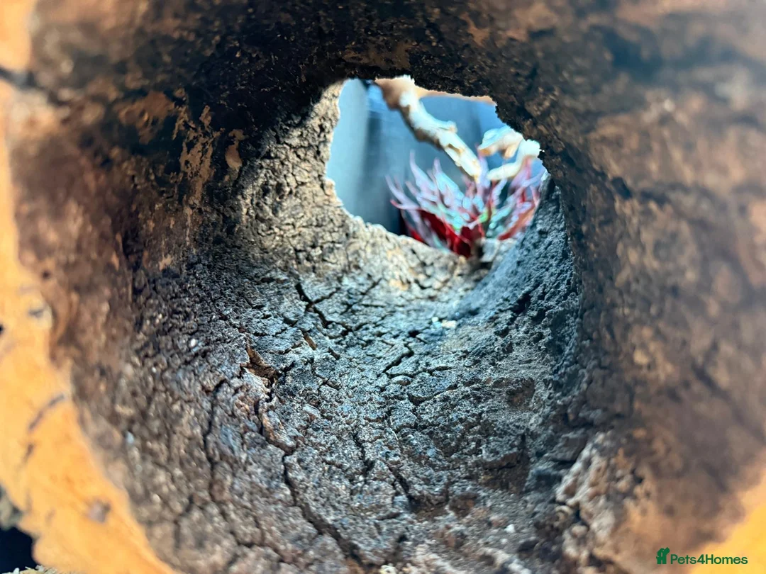 Corn Snake reptiles for sale: Red corn snake  - Advert 9