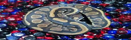 Python Snake reptiles for sale: Ball Pythons - Advert 4