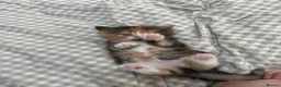 Mixed Breed cats for sale: Beautiful female kitten  - Advert 7