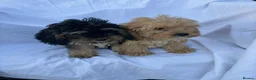 Cockapoo dogs for sale: Gorgeous cockatoo puppies - Advert 14