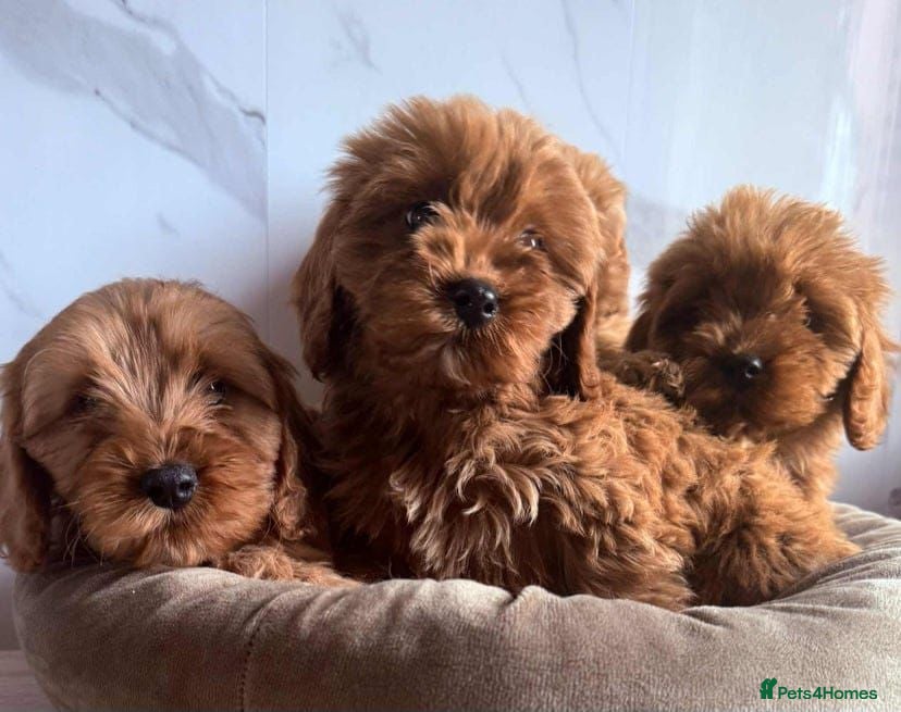 Cavapoo dogs stunning cavapoo pups  - Advert 17