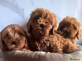 Cavapoo dogs stunning cavapoo pups - Advert 17