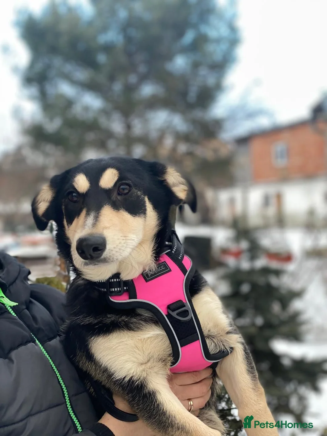 Mixed Breed dogs for adoption: ❤️LADY&DORI❤️ Small Gentle and Social Sisters - Advert 18