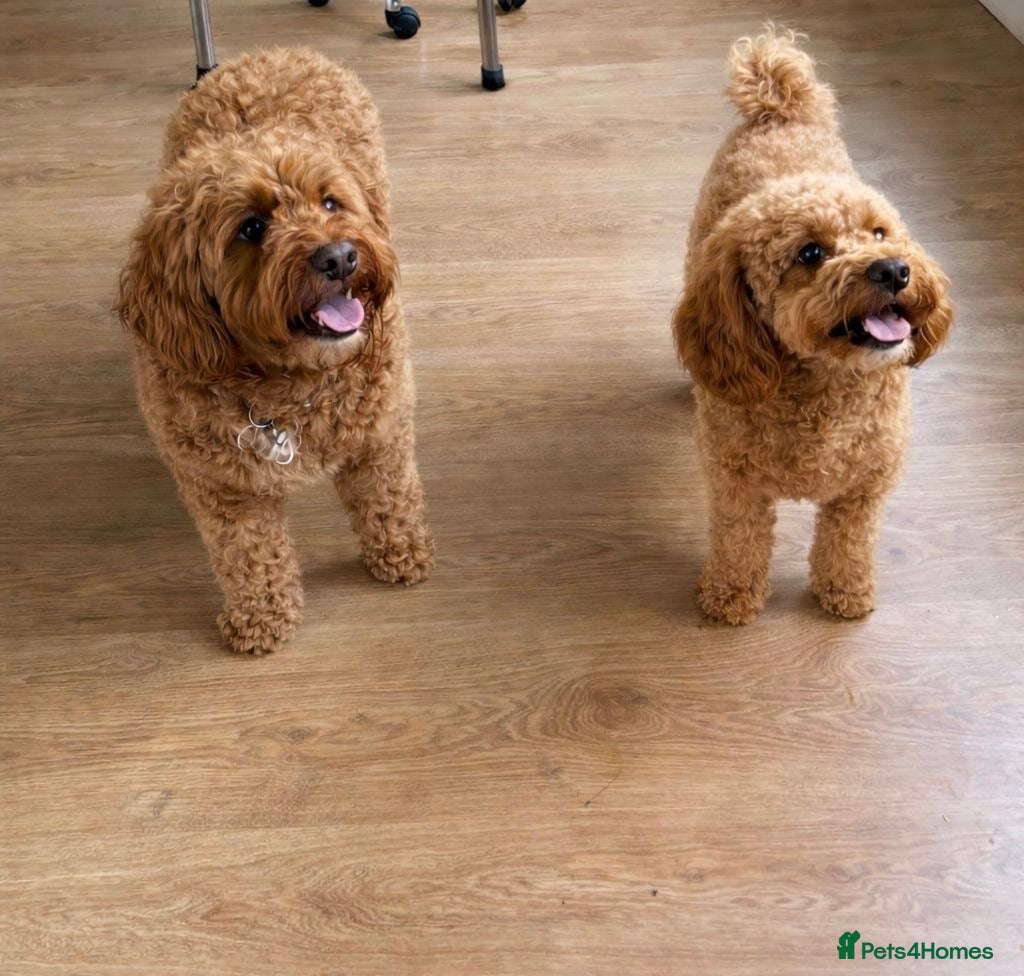 Cockapoo dogs FB1 Red Cockapoo Puppies Due This Week! 🐶  - Advert 1