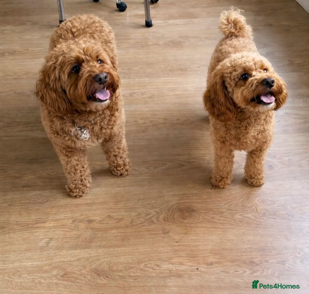 Cockapoo dogs for sale: FB1 Red Cockapoo Puppies Due This Week! 🐶  in Stevenage - Advert 1