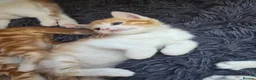 Mixed Breed cats for sale: 1 beautyfull girl looking for forever loving home in Melrose - Advert 3