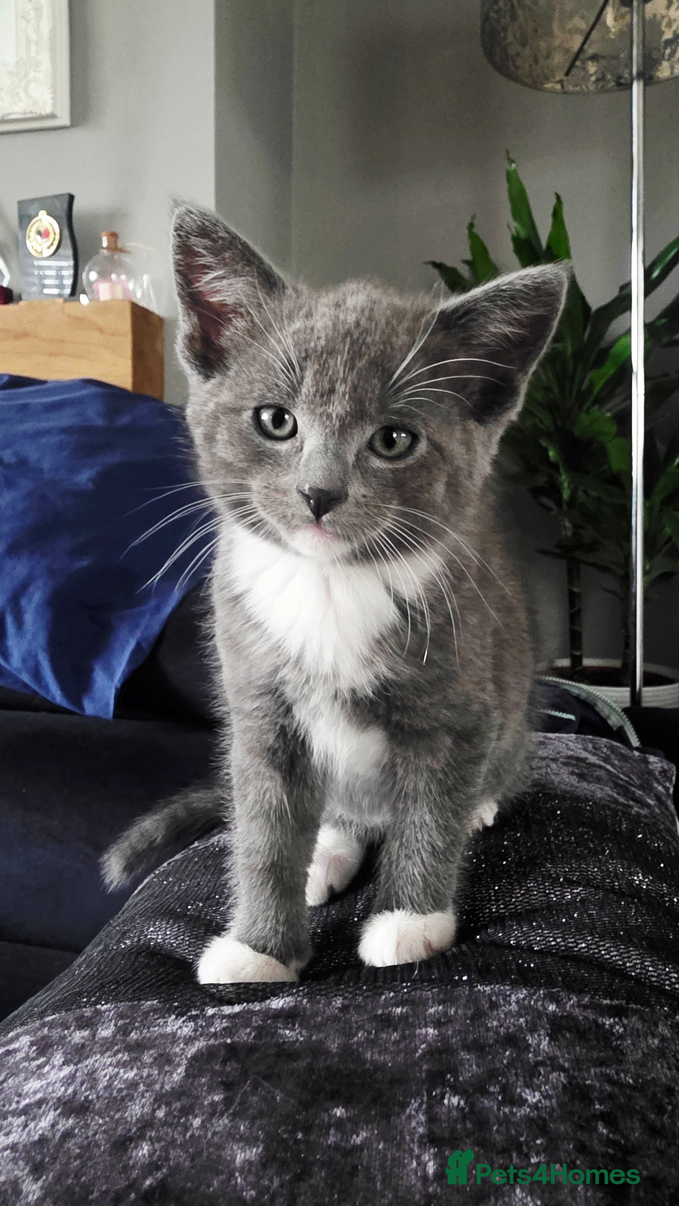 Mixed Breed cats for sale: Beautiful 1 Boy 1 Girl (British xRagdoll Mix) - Advert 2