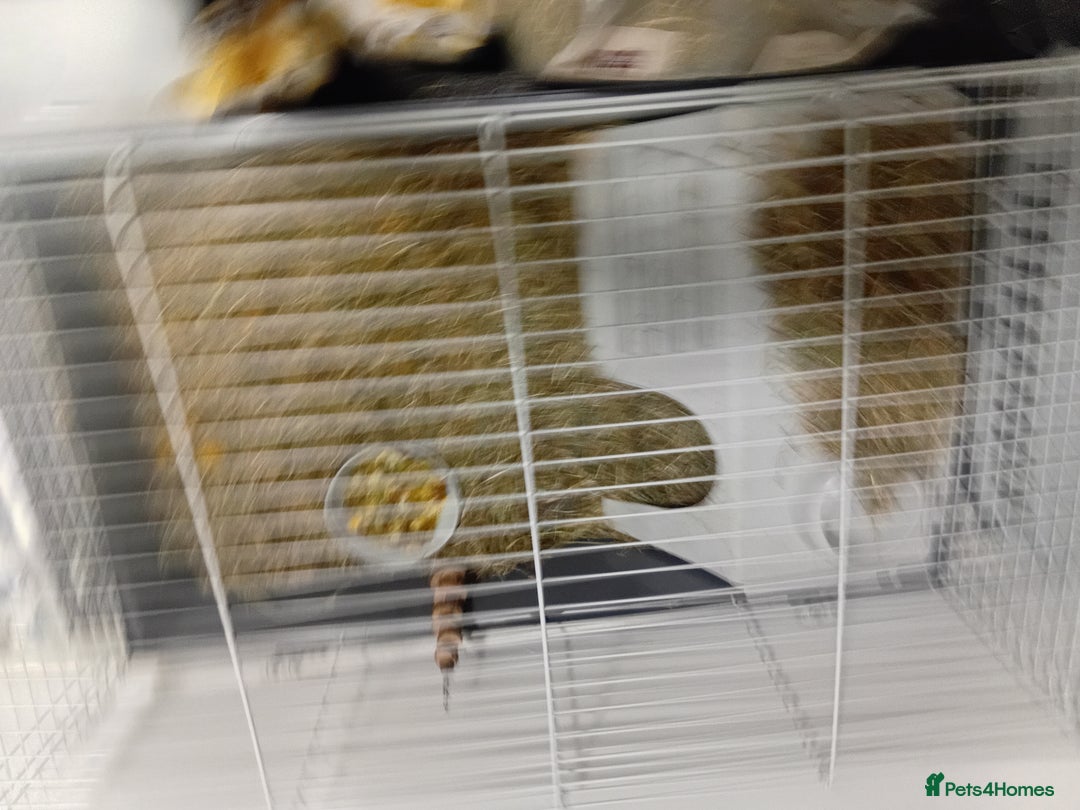 Guinea Pig rodents for sale: 2 guinea pigs and full set up to a loving home - Advert 9