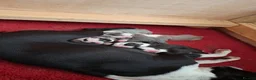 Boston Terrier dogs for sale: Boston Terrier Puppies - Advert 9