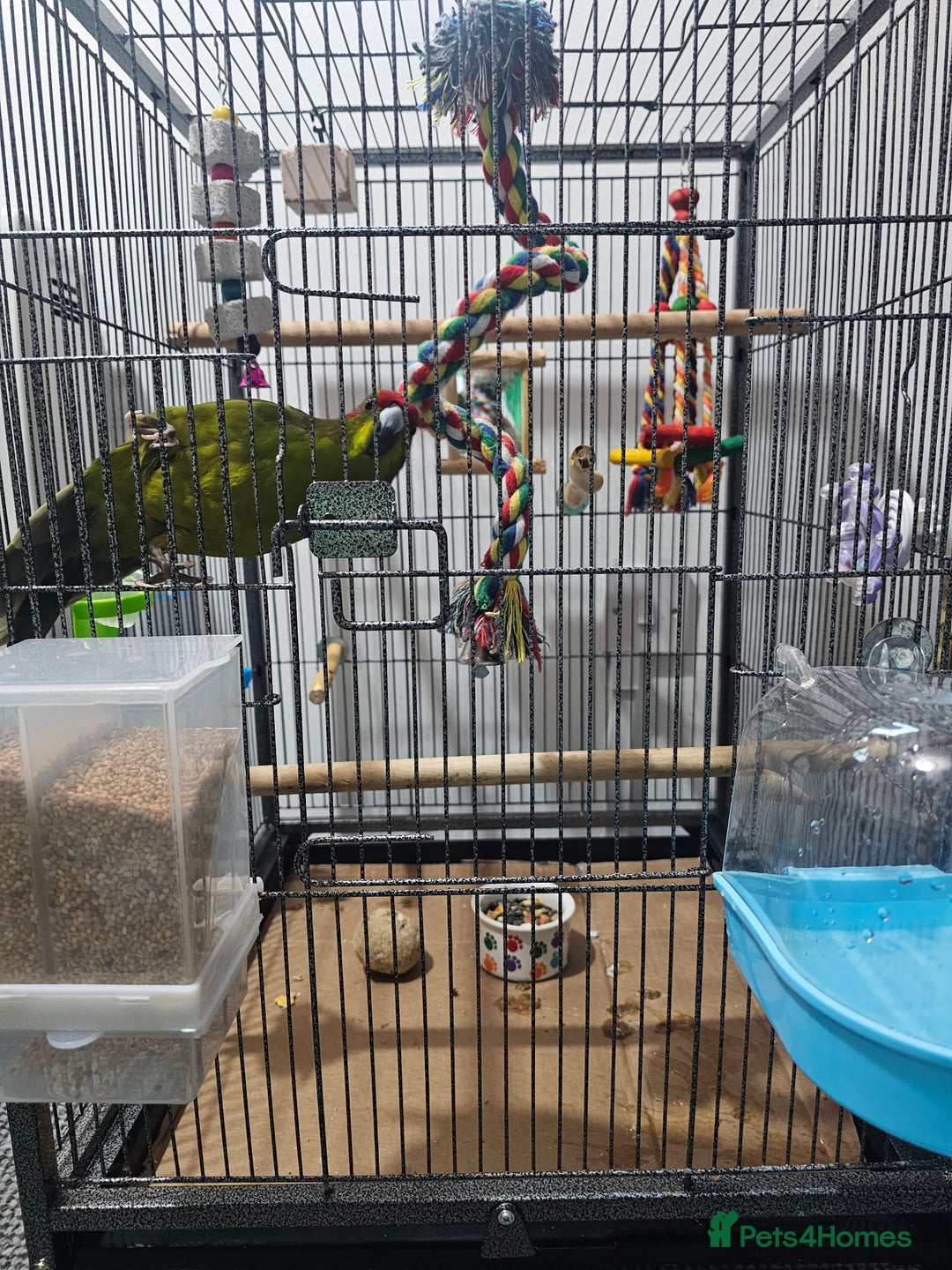 Parakeets birds for sale: Kakariki+Cage+toys+foods+bath+multivitamins+sprays - Image 20