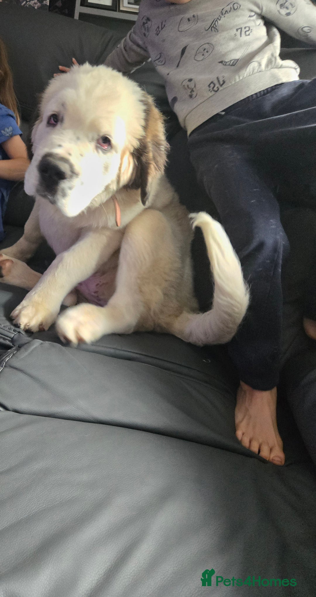 Saint Bernard dogs for sale: Saint bernard female  - Image 1