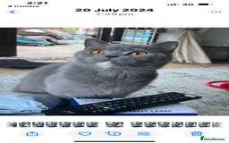 British Shorthair cats for sale: BSH female blue cream - Image 1