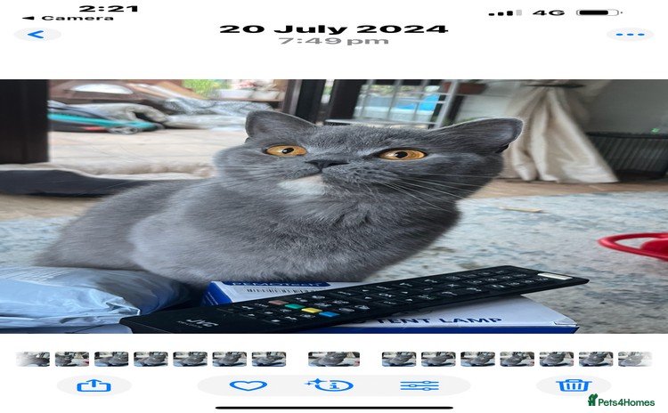 British Shorthair cats - Advert 10