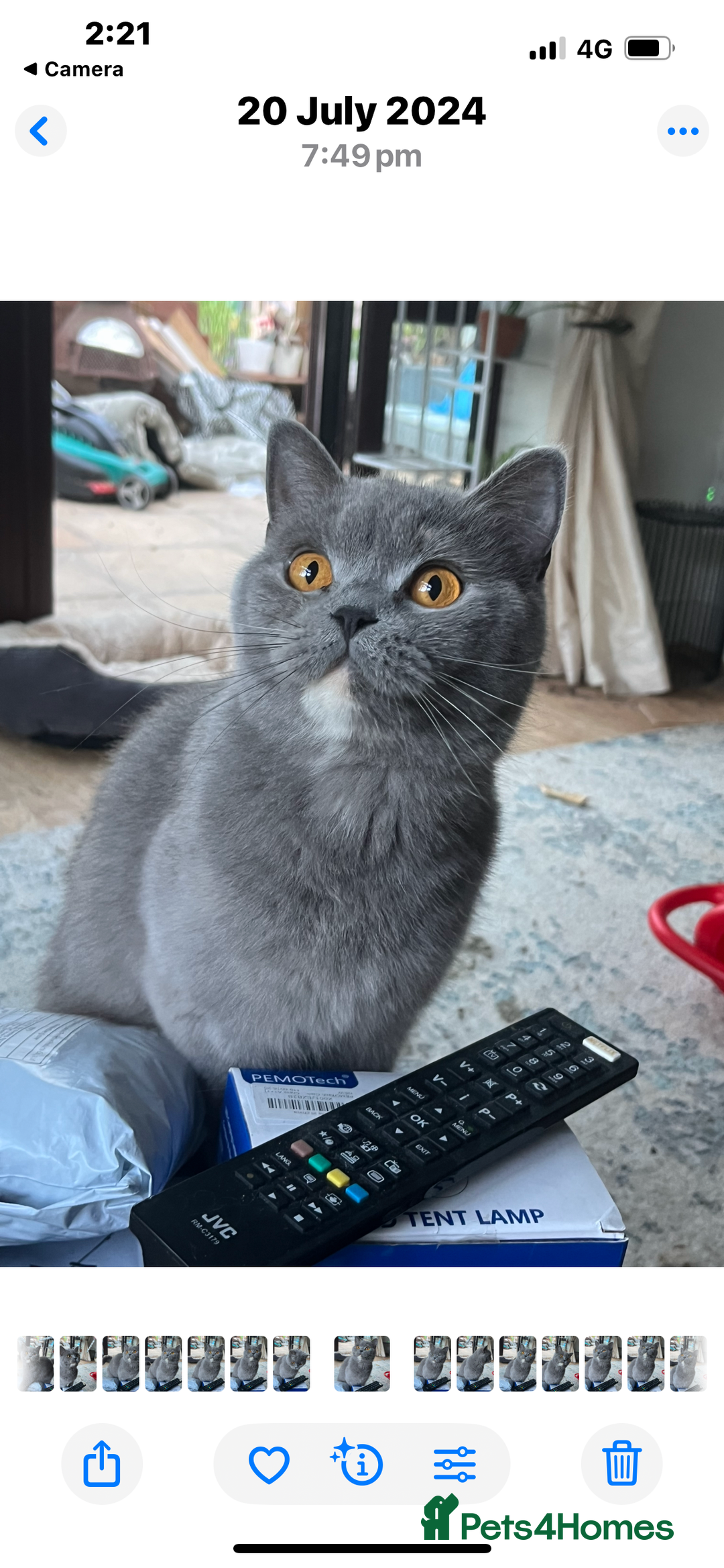 British Shorthair cats for sale: BSH female blue cream - Image 1