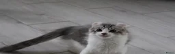 American Curl cats for sale: Beautiful, playful Rare American Curl Kittens - Advert 39