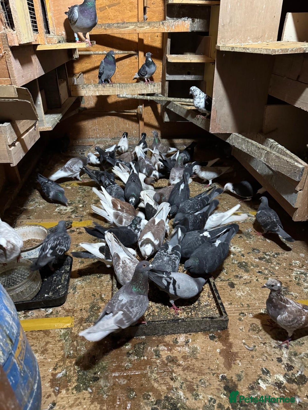 Pigeons birds for sale: Pigeons for sale in Leicester - Image 7