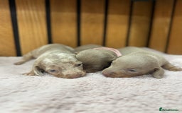 Miniature Dachshund dogs for sale: 5⭐️ Licensed. Kc registered tiny mini Daxis  - Image 3