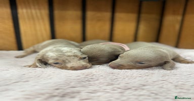 Miniature Dachshund dogs - Advert 2