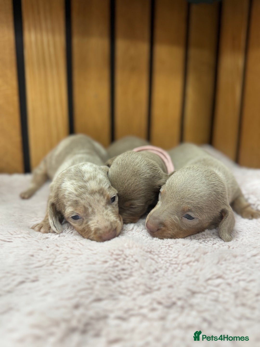 Miniature Dachshund dogs for sale: 5⭐️ Licensed. Kc registered tiny mini Daxis  - Image 3