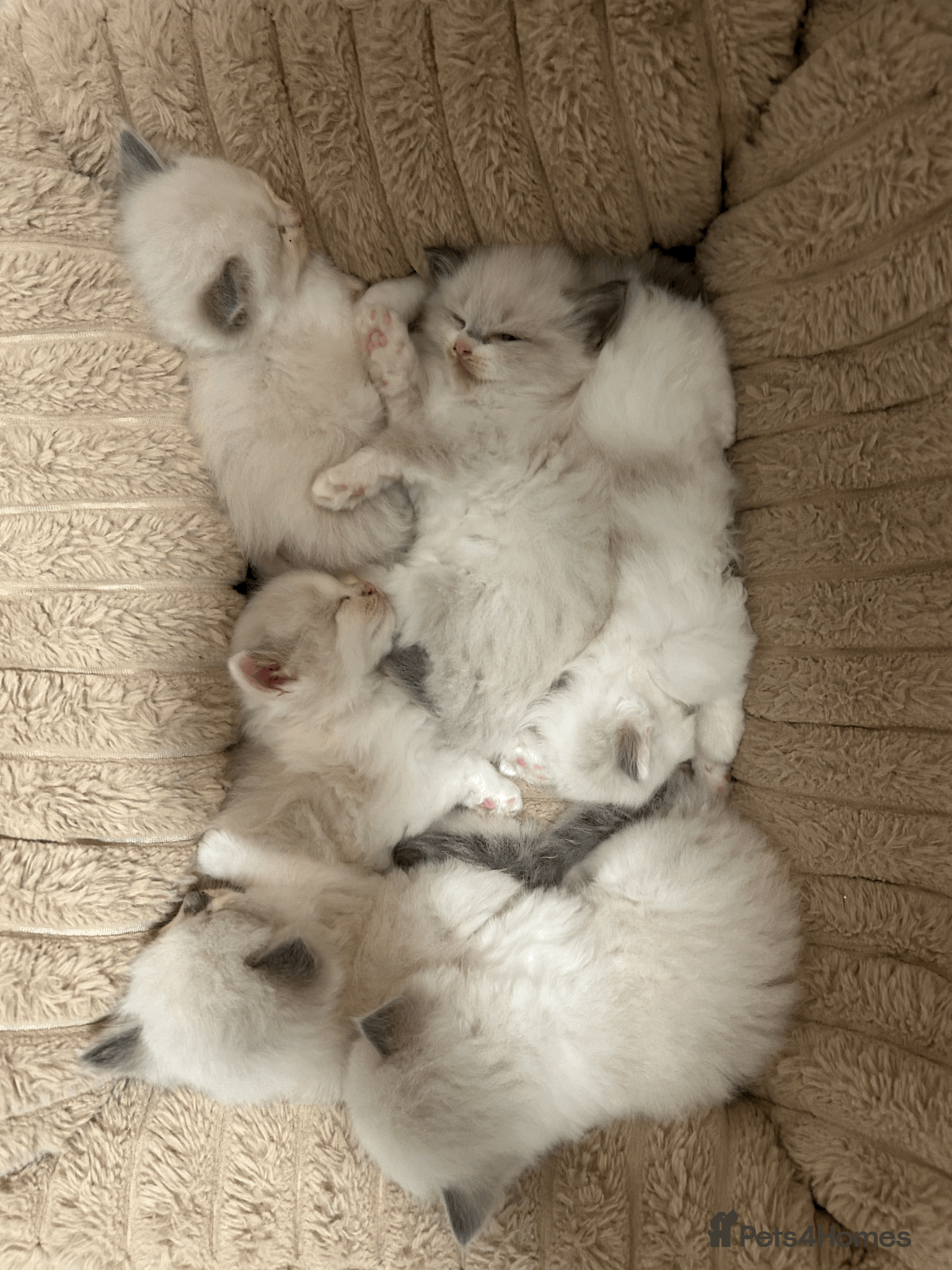 Ragdoll cats Pure Ragdoll Kittens - Advert 2