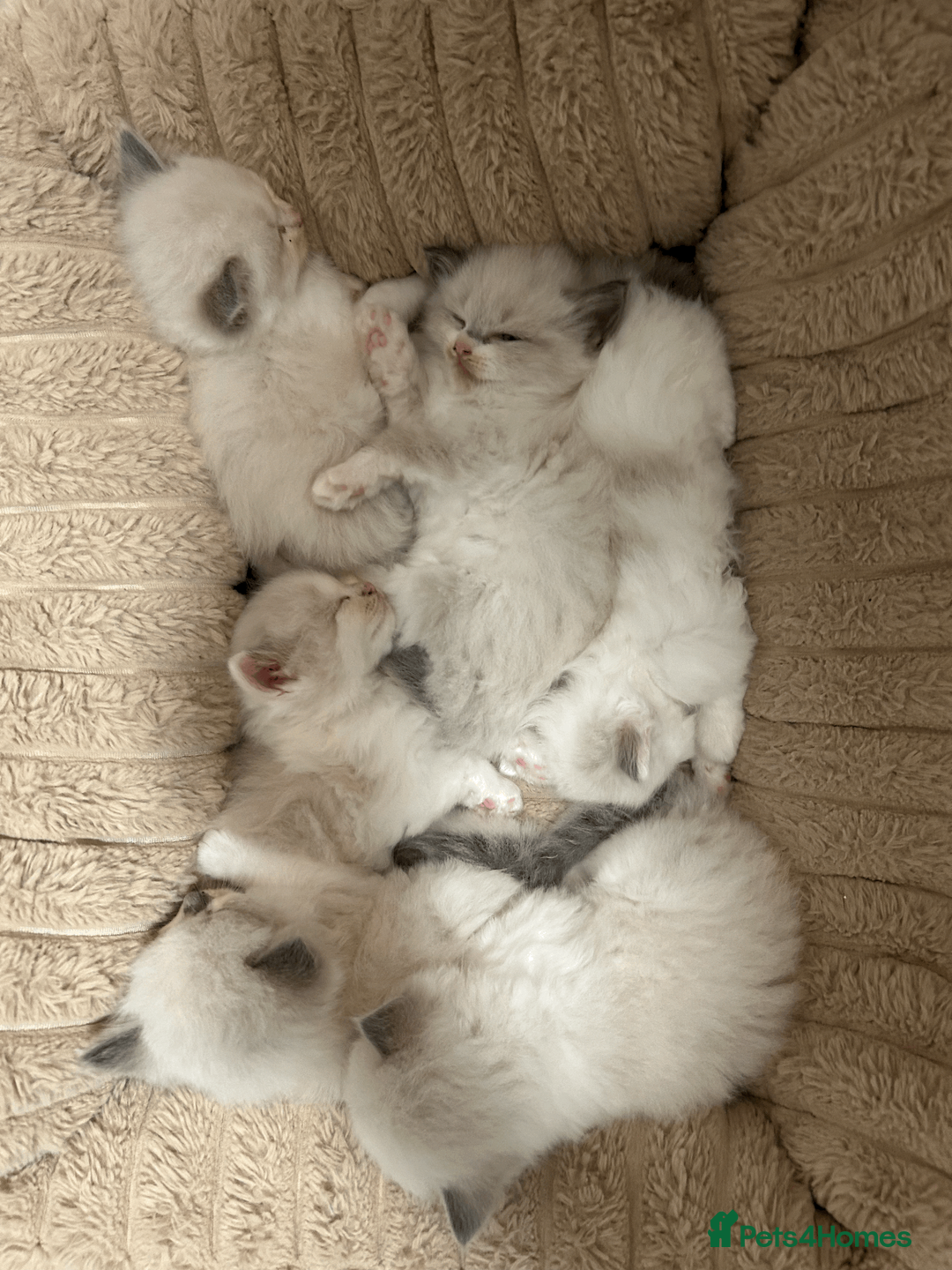 Ragdoll cats for sale: Pure Ragdoll Kittens - Advert 2