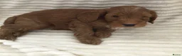 Cockapoo dogs for sale: Beautiful f2 cockapoo puppies - Advert 16