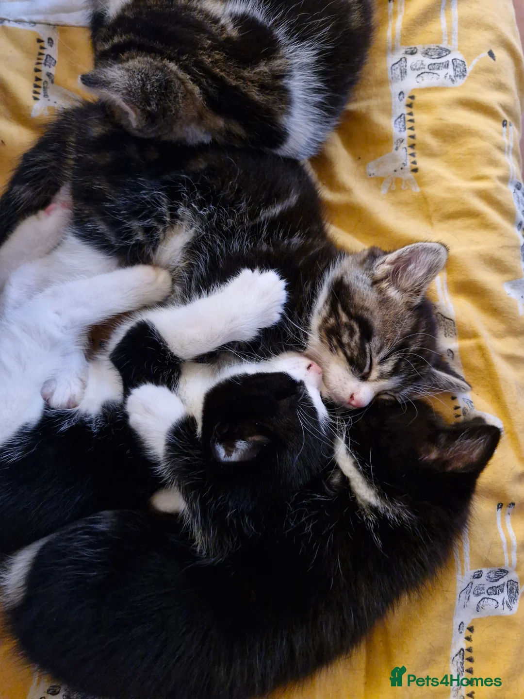 Mixed Breed cats for sale: Kittens - Advert 1