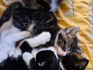 Mixed Breed cats Kittens - Advert 1