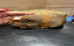 Guinea Pig rodents for sale: 8 week old guinea pig baby boars - Image 7