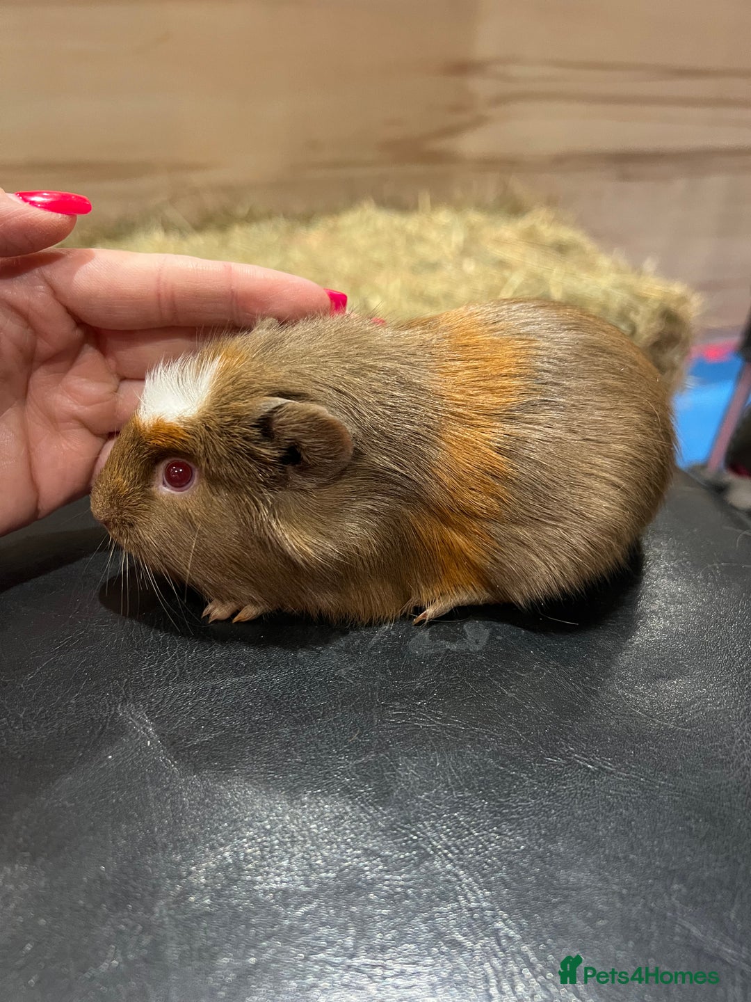 Guinea Pig rodents for sale: 8 week old guinea pig baby boars - Image 7