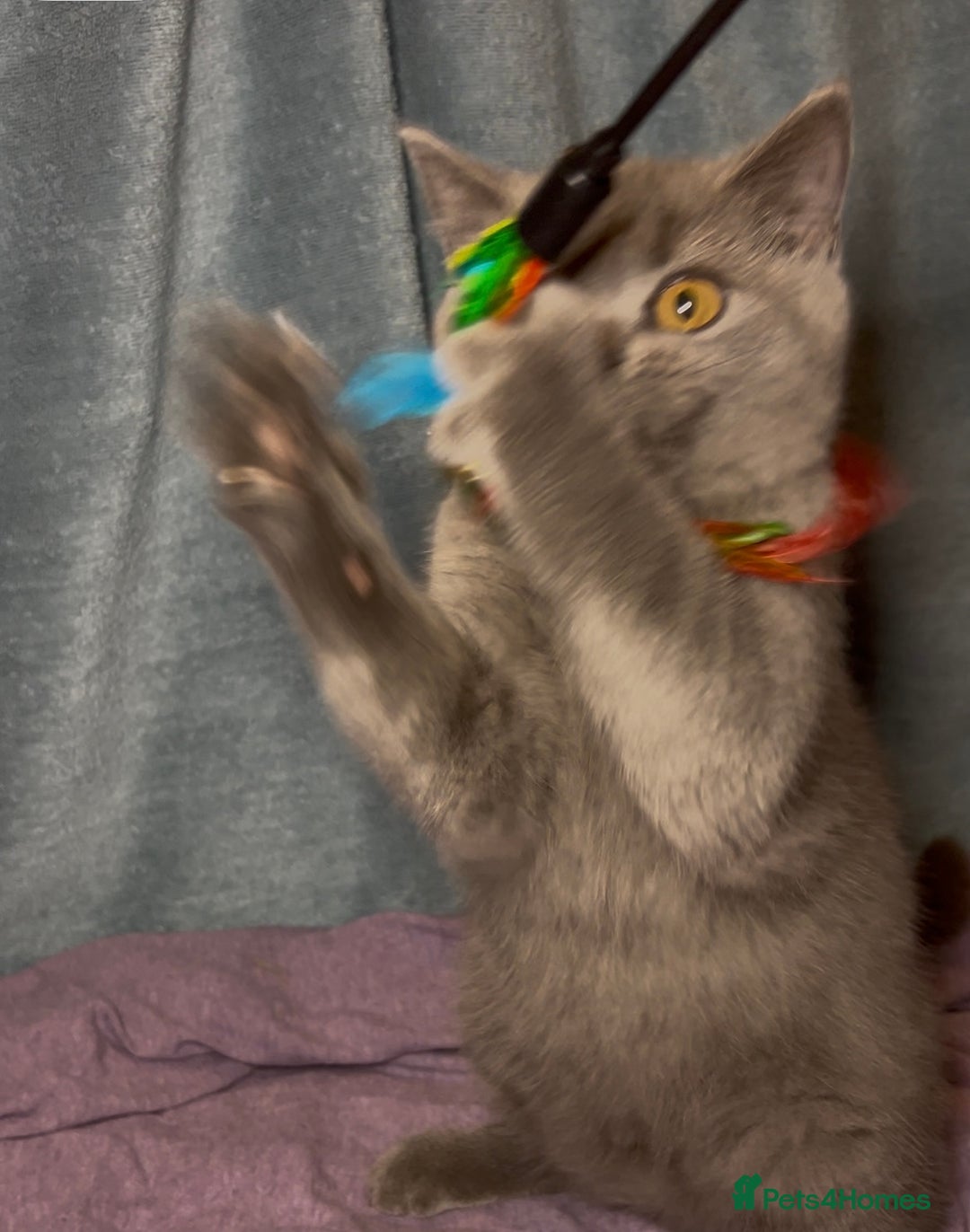 British Shorthair cats for sale: Blue & Fawn Boys & Girls - Image 27